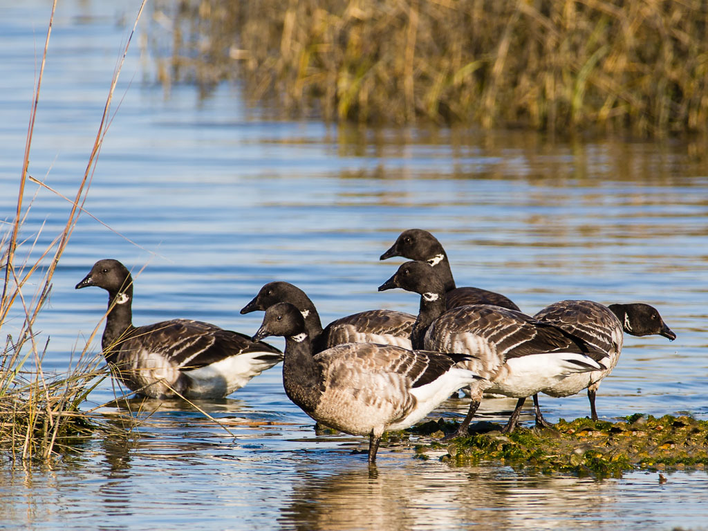 Brant (Branta bernicla)