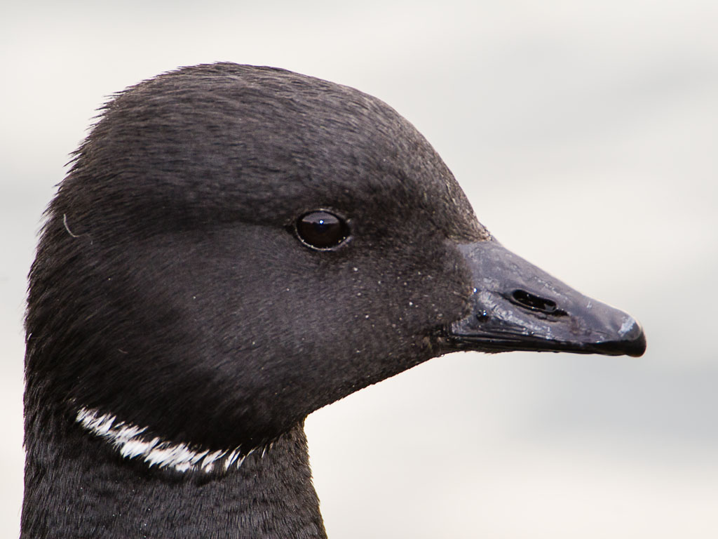 Brant (Branta bernicla)