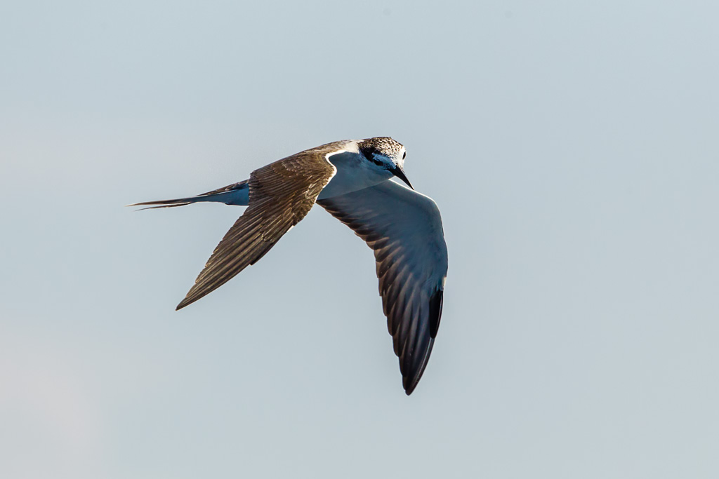 Bridled Tern (Onychoprion anaethetus)