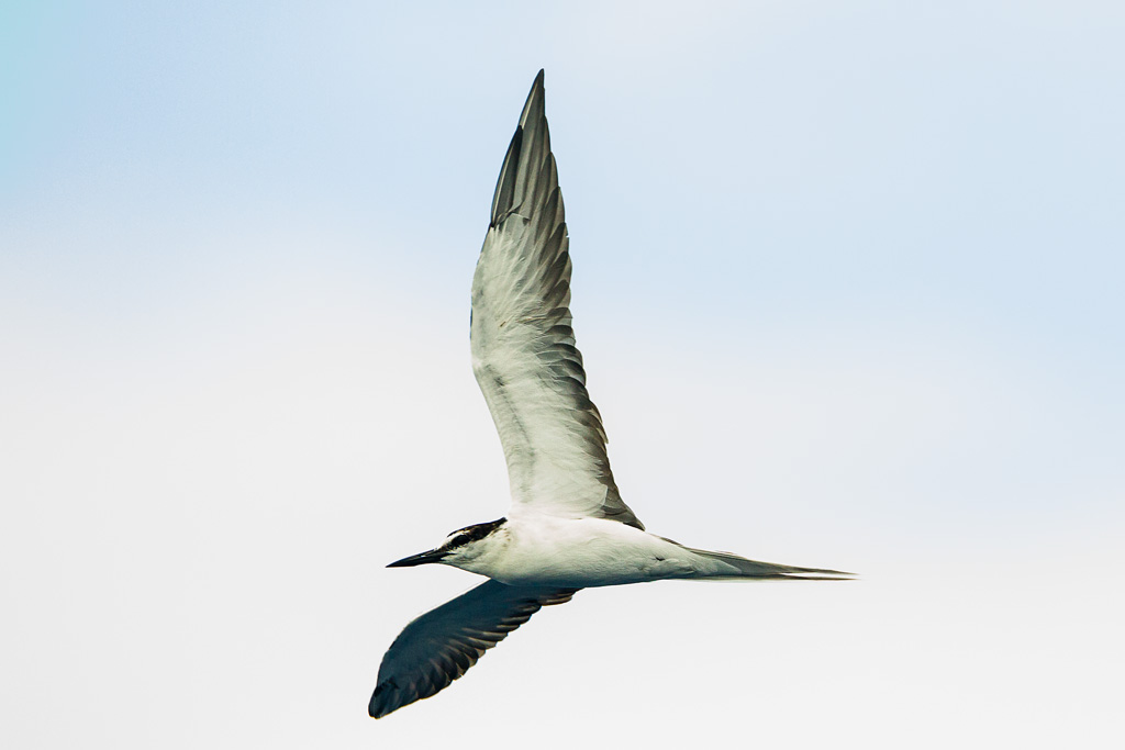 Bridled Tern (Onychoprion anaethetus)