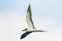 Bridled Tern (Onychoprion anaethetus)