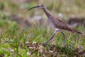 Bristle-thighed Curlew (Numenius tahitiensis)