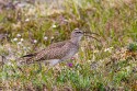 Bristle-thighed Curlew (Numenius tahitiensis)