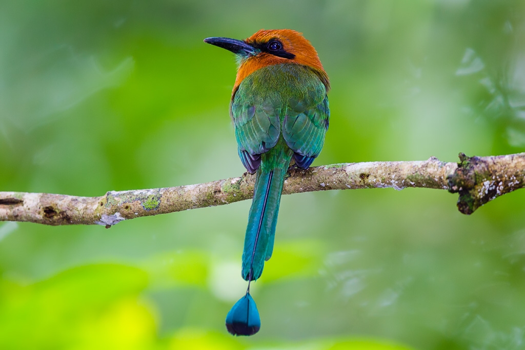 Broad-billed Motmot (Electron platyrynchum)