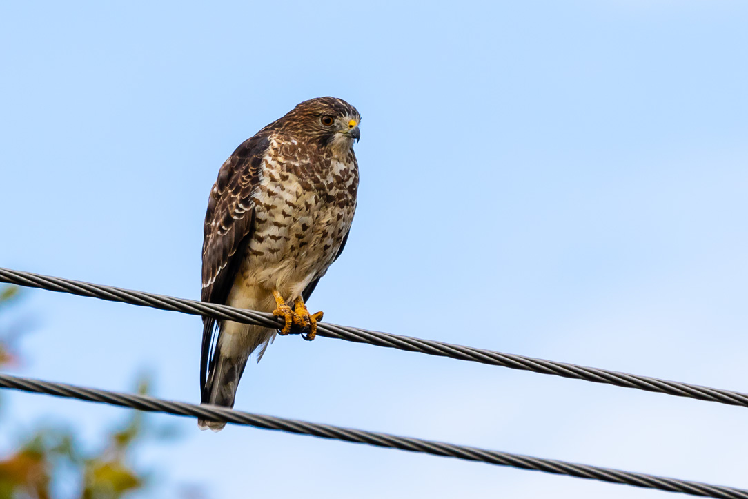 Broad-winged Hawk (Buteo platypterus)