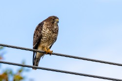 Broad-winged Hawk (Buteo platypterus)