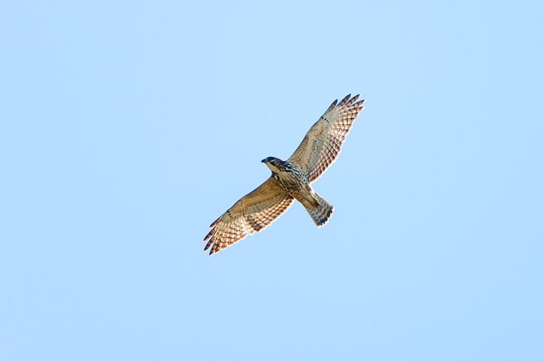 Broad-winged Hawk (Buteo platypterus)