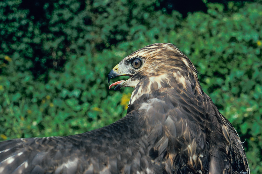 Broad-winged Hawk (Buteo platypterus)