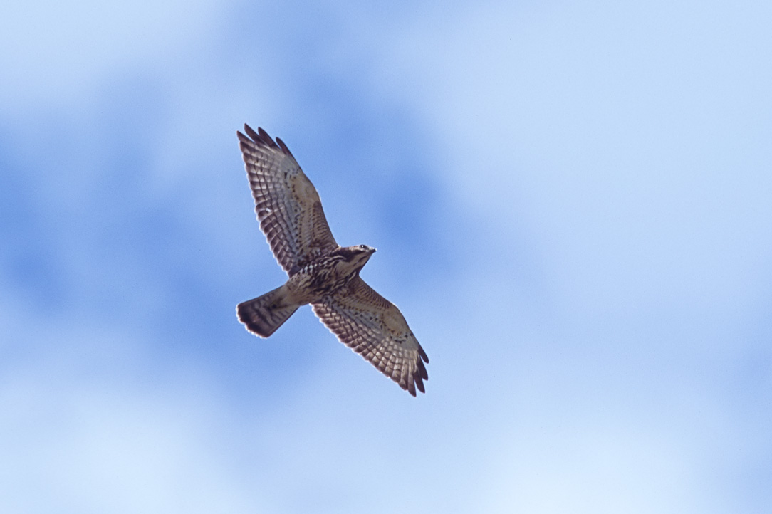 Broad-winged Hawk (Buteo platypterus)