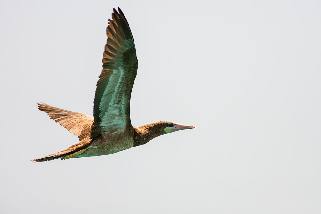 Brown Booby (Sula leucogaster)