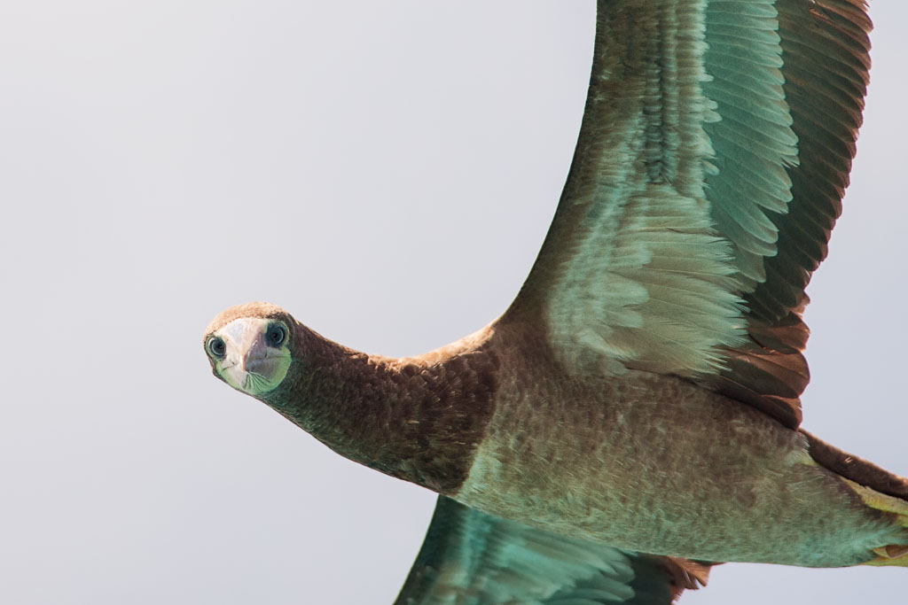 Brown Booby (Sula leucogaster)