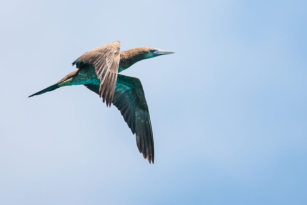 Brown Booby (Sula leucogaster)