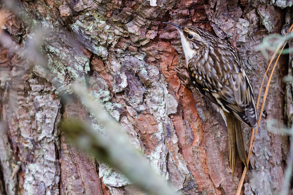 Brown Creeper (Certhia americana)