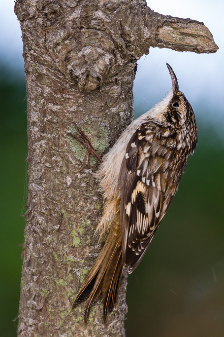 Brown Creeper (Certhia americana)