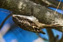 Brown Creeper (Certhia americana)