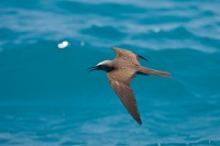 Brown Noddy (Anous stolidus)