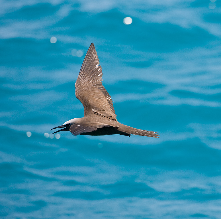 Brown Noddy (Anous stolidus)