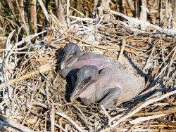 Brown Pelican (Pelecanus occidentalis)