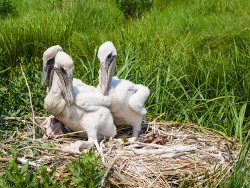 Brown Pelican (Pelecanus occidentalis)