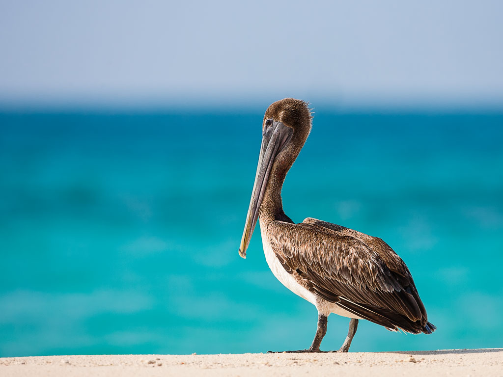 Brown Pelican (Pelecanus occidentalis)