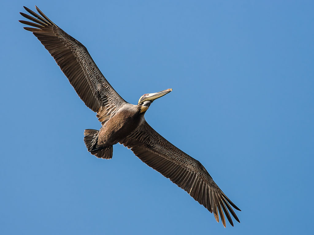 Brown Pelican (Pelecanus occidentalis)