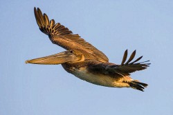 Brown Pelican (Pelecanus occidentalis)