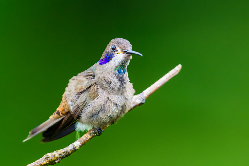 Brown Violetear (Colibri delphinae)