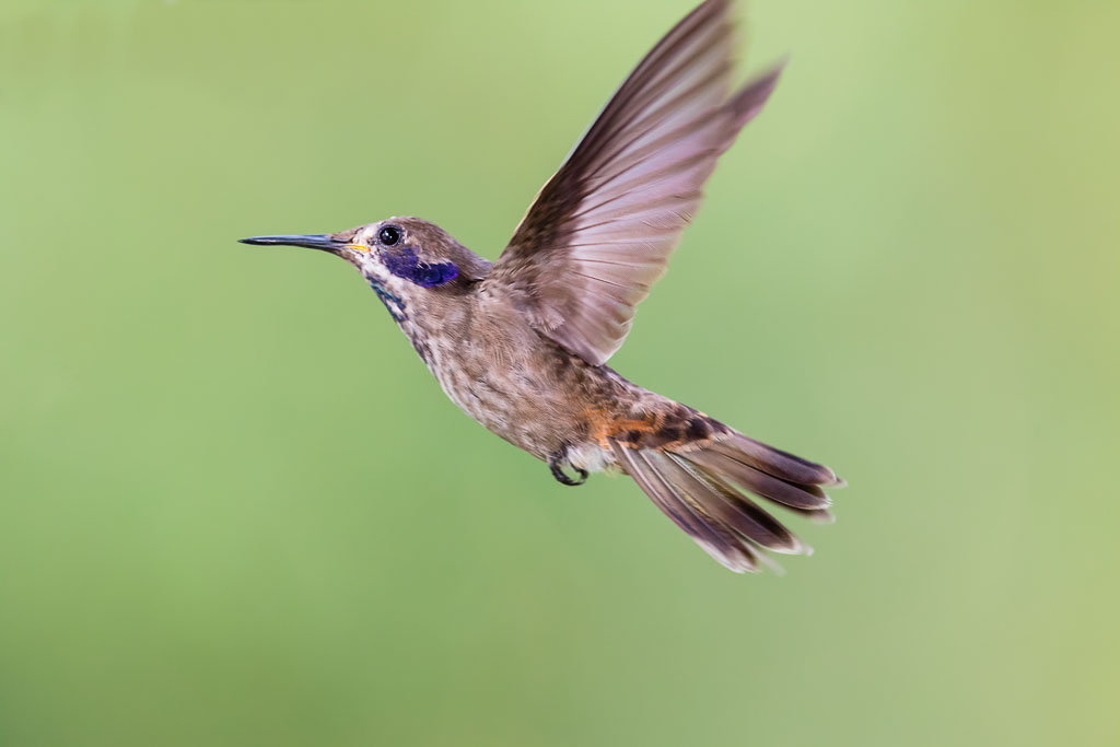 Brown Violetear (Colibri delphinae)