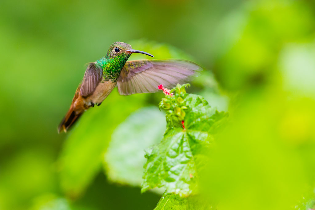 Buff-bellied Hummingbird (Amazilia yucatanensis)