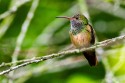 Buff-bellied Hummingbird (Amazilia yucatanensis)