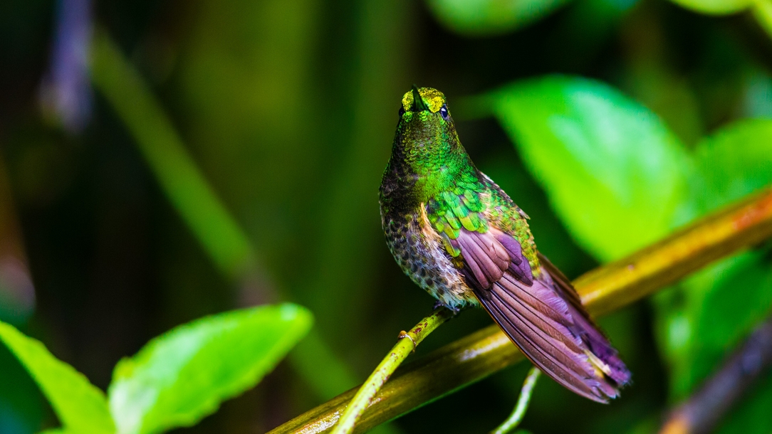 Buff-tailed Coronet (Boissonneaua flavescens)