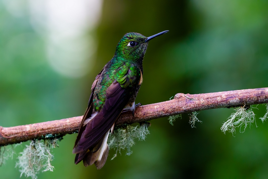 Buff-tailed Coronet (Boissonneaua flavescens)