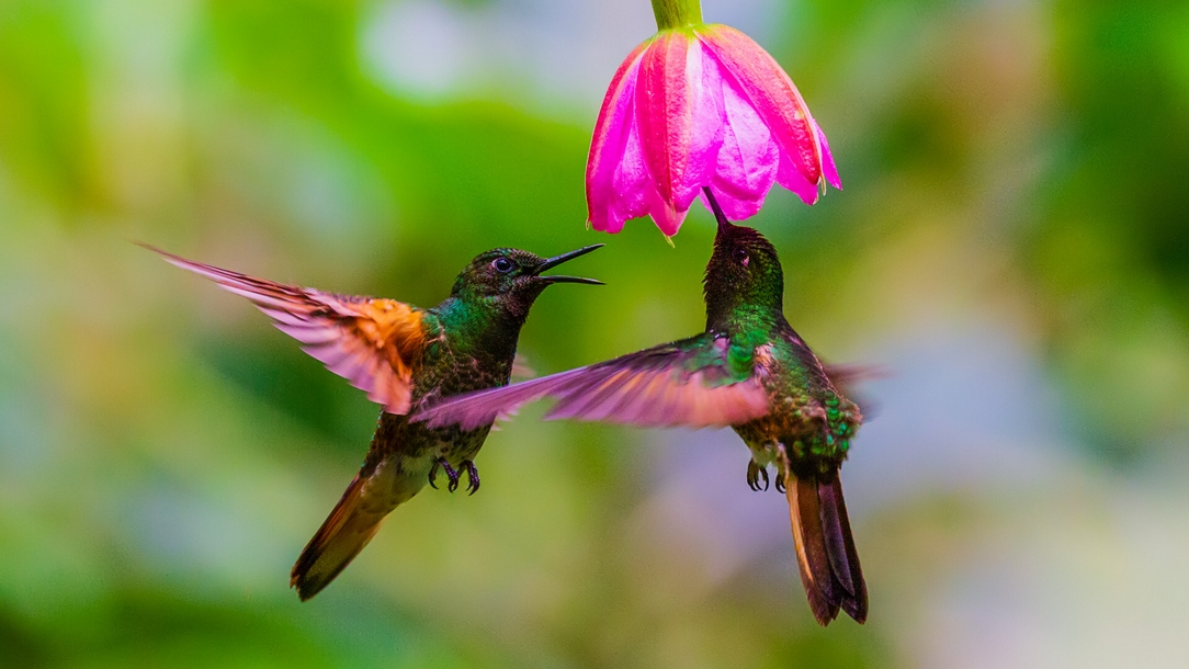 Buff-tailed Coronet (Boissonneaua flavescens)