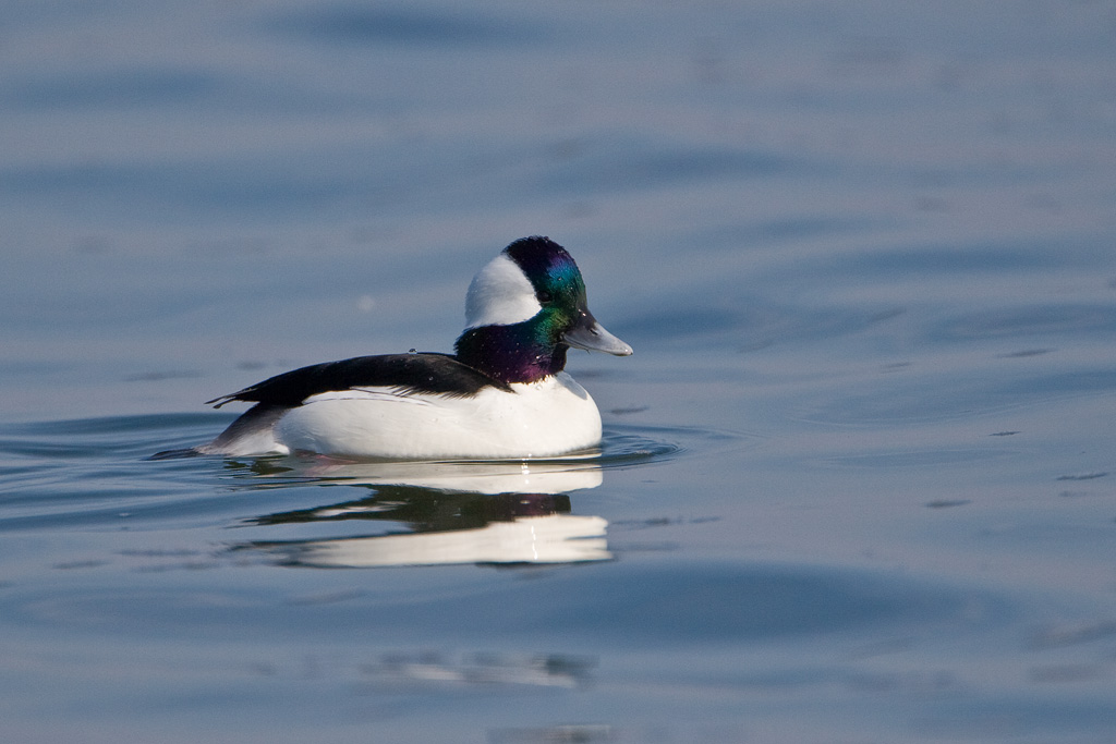 Bufflehead (Bucephala albeola)