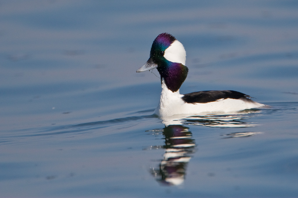 Bufflehead (Bucephala albeola)