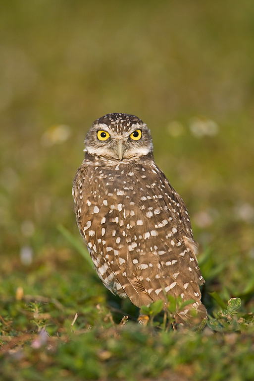 Burrowing Owl (Athene cunicularia)