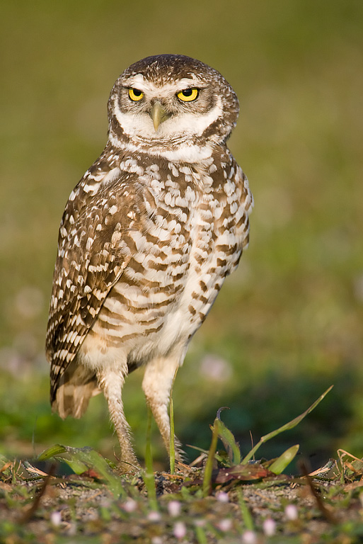 Burrowing Owl (Athene cunicularia)