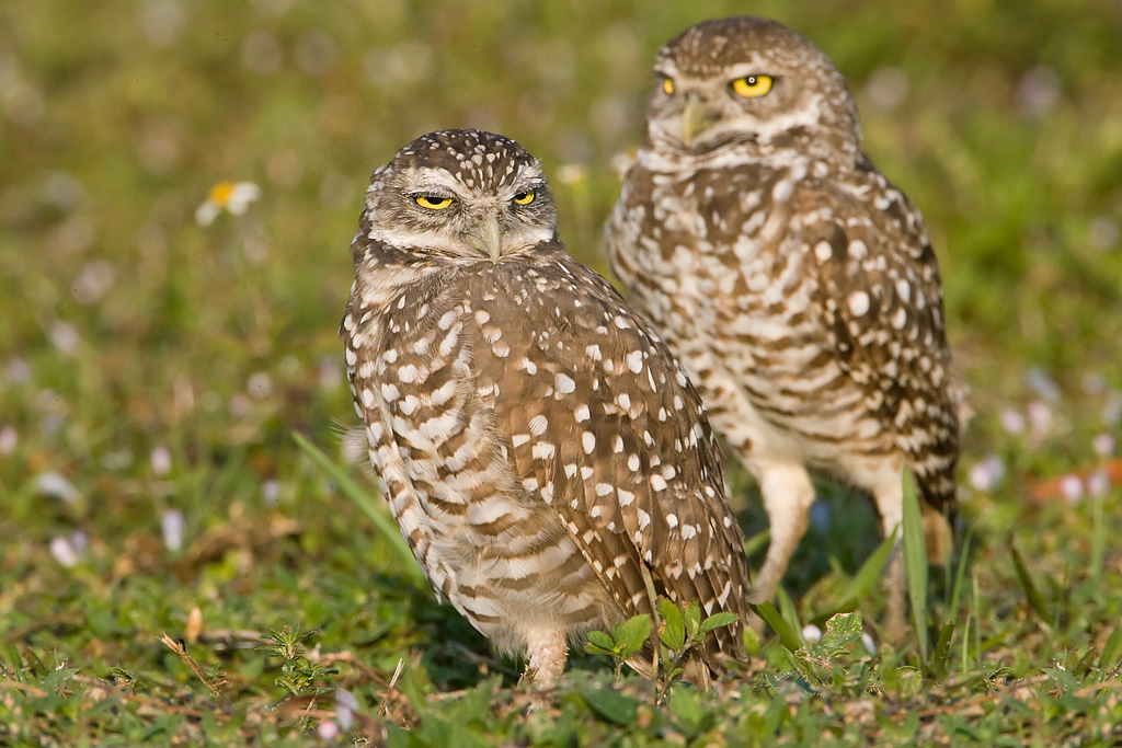 Burrowing Owl (Athene cunicularia)