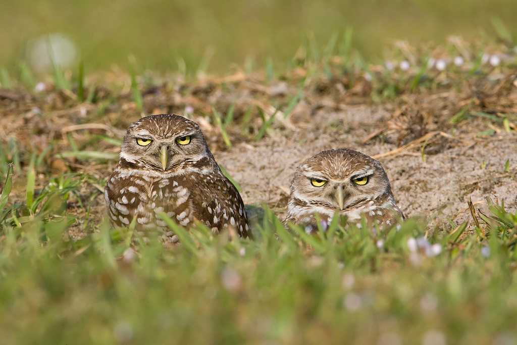 Burrowing Owl (Athene cunicularia)