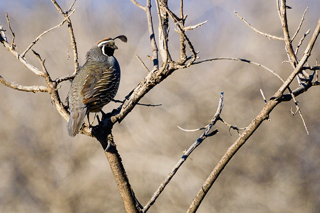 California Quail (Callipepia californica)