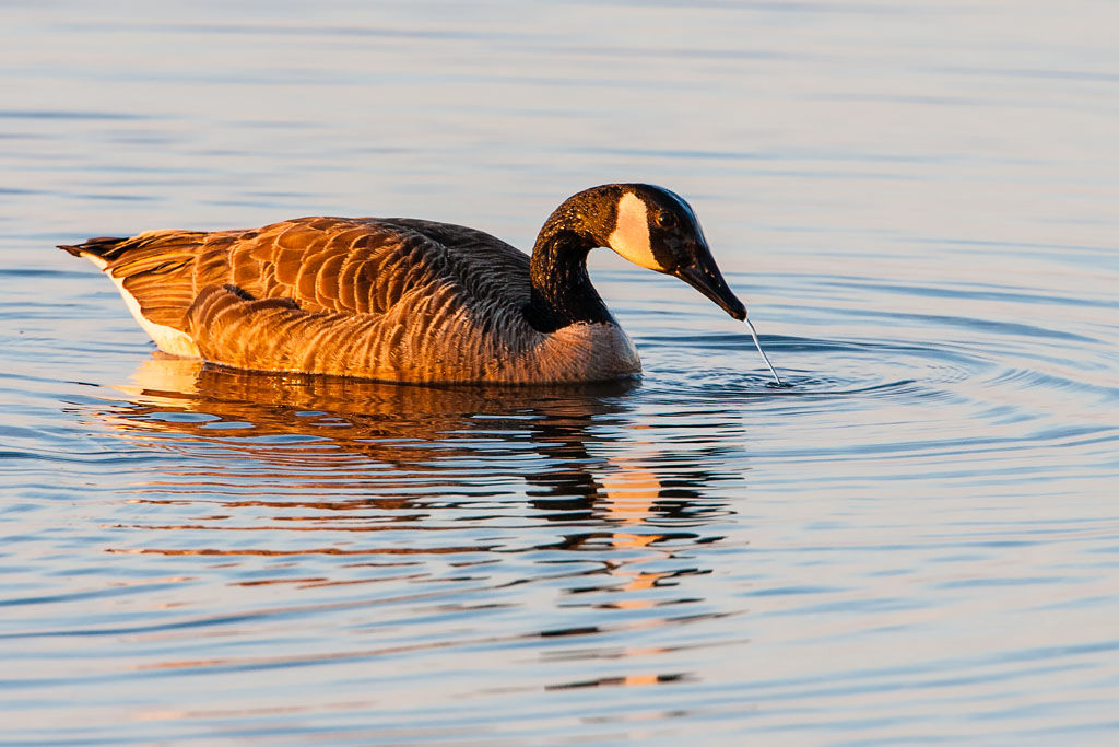 Canada Goose (Branta canadensis)