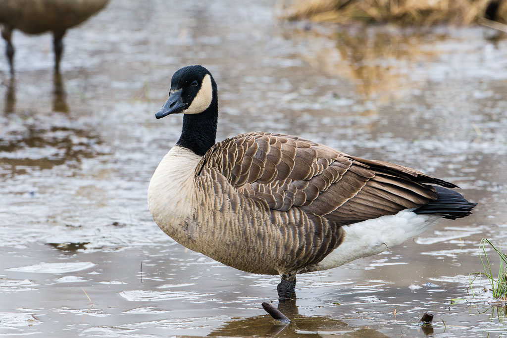 Canada Goose (Branta canadensis)