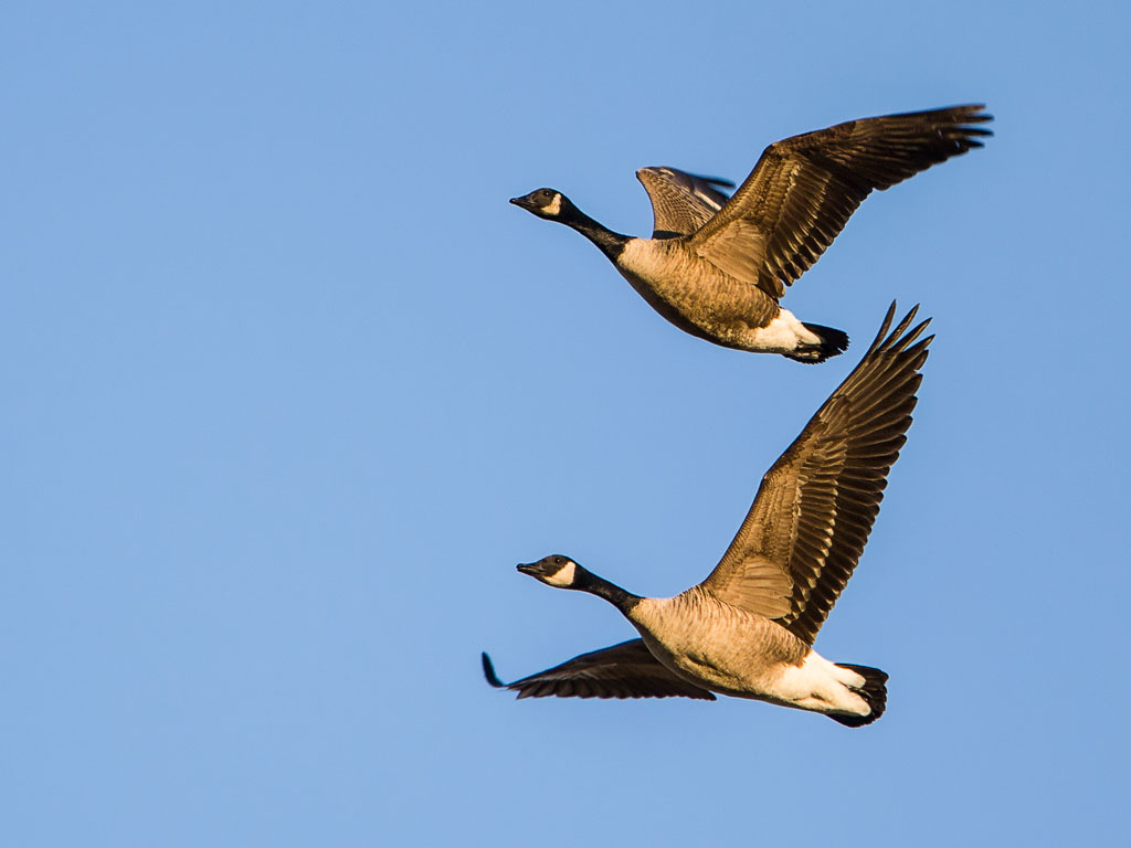 Canada Goose (Branta canadensis)