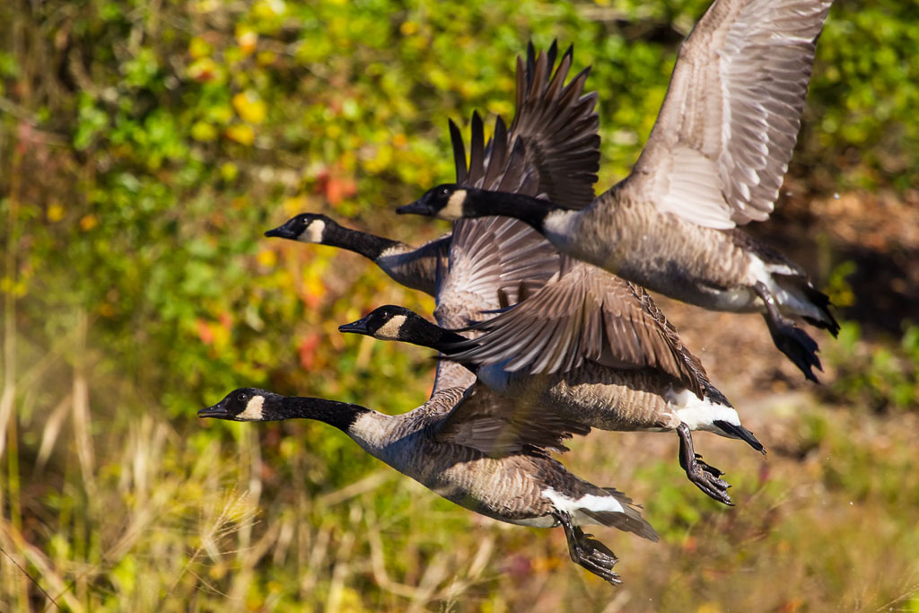 Canada Goose (Branta canadensis)