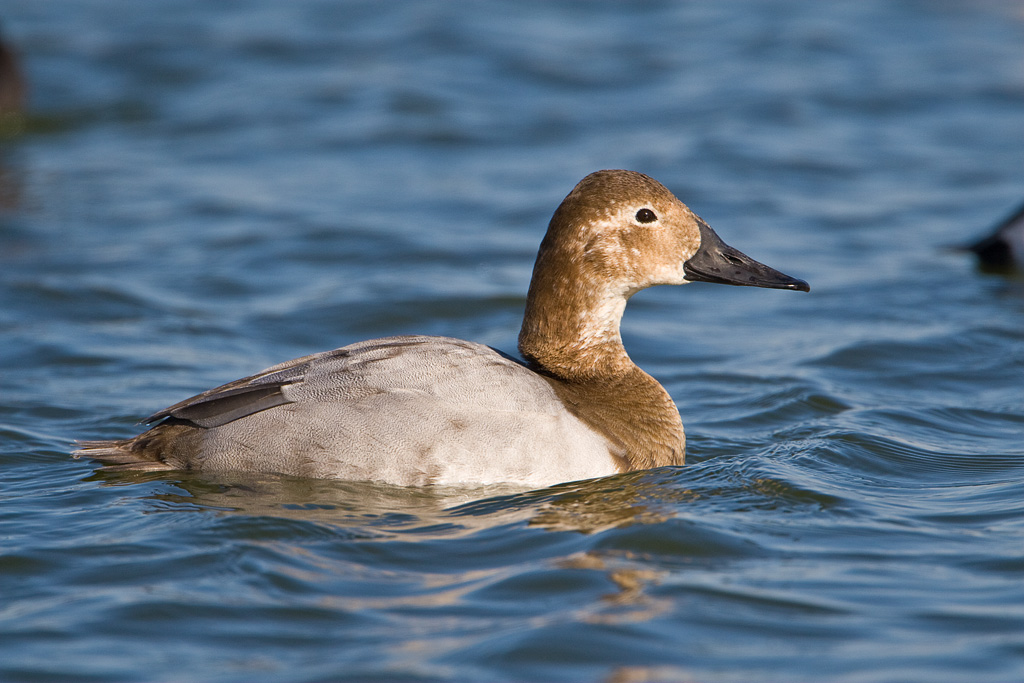 Canvasback (Aythya valisineria)