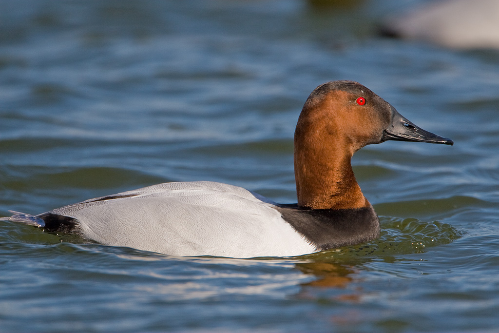 Canvasback (Aythya valisineria)