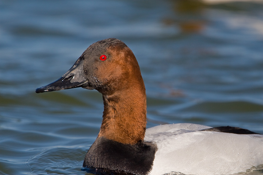 Canvasback (Aythya valisineria)