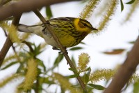 Cape May Warbler (Dendroica tigrina)