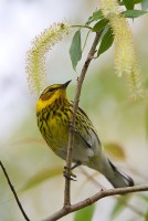 Cape May Warbler (Dendroica tigrina)