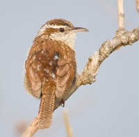 Carolina Wren (Thryothorus ludovicianus)